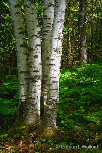 Four Birches_49550.jpg - Morris Island Conservation AreaPhotographed near Fitzroy Harbour, Ontario, Canada.